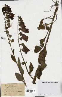 spécimen de Digitalis purpurea