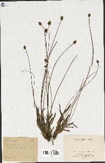 spécimen de Plantago lanceolata