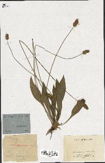 spécimen de Plantago lanceolata