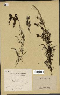 spécimen de Antirrhinum majus