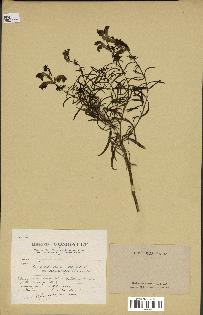 spécimen de Antirrhinum majus