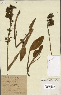 spécimen de Digitalis purpurea
