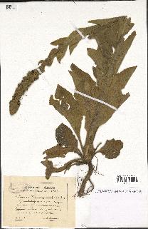 spécimen de Verbascum thapsus