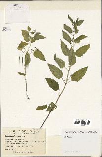 spécimen de Scutellaria lateriflora