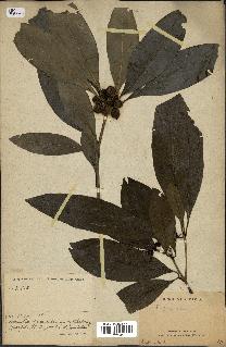 spécimen de Pittosporum sp.