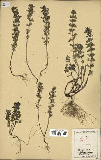 spécimen de Teucrium botrys