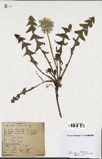 spécimen de Taraxacum vulgare