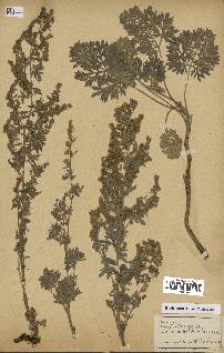 spécimen de Artemisia absinthium