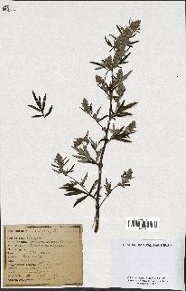 spécimen de Artemisia vulgaris