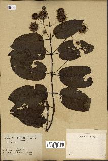 spécimen de Cephalanthus occidentalis