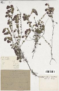 spécimen de Thymus serpyllum
