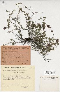 spécimen de Thymus serpyllum