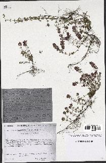 spécimen de Thymus serpyllum