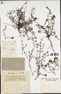 spécimen de Thymus serpyllum