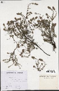 spécimen de Thymus serpyllum