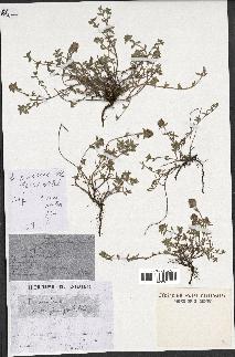 spécimen de Thymus serpyllum