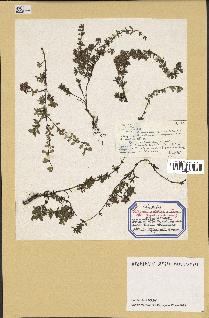 spécimen de Thymus polytrichus