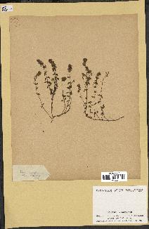 spécimen de Thymus serpyllum