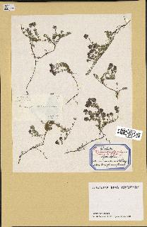 spécimen de Thymus serpyllum