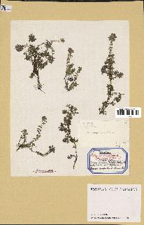 spécimen de Thymus serpyllum