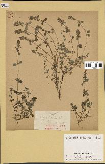 spécimen de Thymus serpyllum