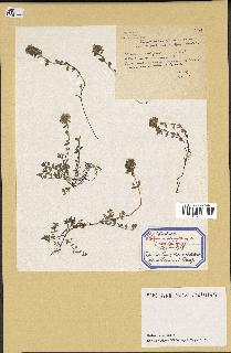 spécimen de Thymus serpyllum