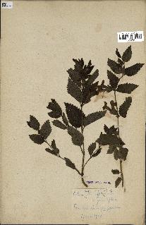 spécimen de Calamintha grandiflora