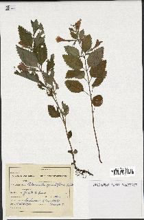 spécimen de Calamintha grandiflora