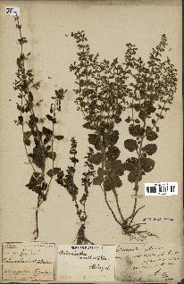 spécimen de Calamintha menthifolia