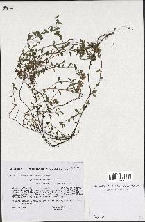 spécimen de Thymus polytrichus