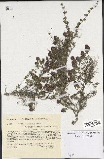 spécimen de Thymus polytrichus