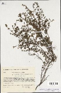 spécimen de Thymus polytrichus