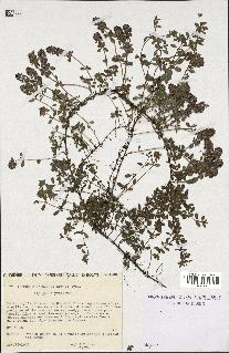 spécimen de Thymus polytrichus