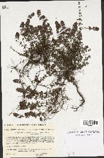 spécimen de Thymus serpyllum