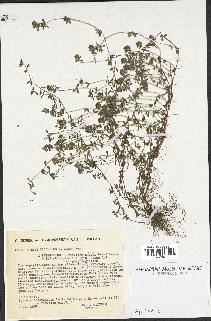 spécimen de Thymus serpyllum