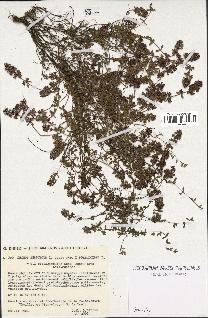 spécimen de Thymus serpyllum