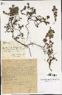 spécimen de Thymus serpyllum