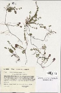 spécimen de Thymus serpyllum