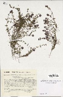 spécimen de Thymus serpyllum