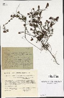 spécimen de Thymus serpyllum