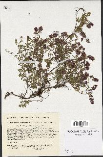 spécimen de Thymus serpyllum