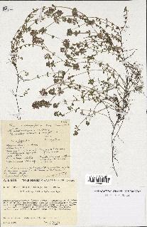 spécimen de Thymus serpyllum