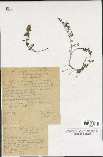 spécimen de Thymus serpyllum