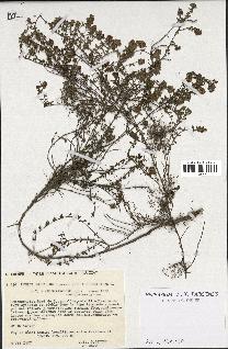 spécimen de Thymus serpyllum