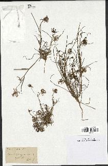 spécimen de Koelpinia linearis