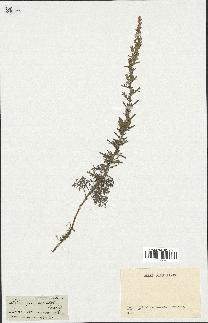 spécimen de Artemisia coerulescens