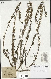 spécimen de Artemisia alba