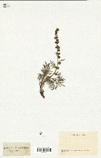 spécimen de Artemisia tanacetifolia