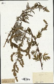 spécimen de Artemisia vulgaris