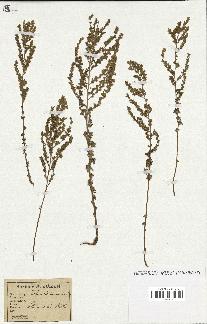 spécimen de Artemisia campestris